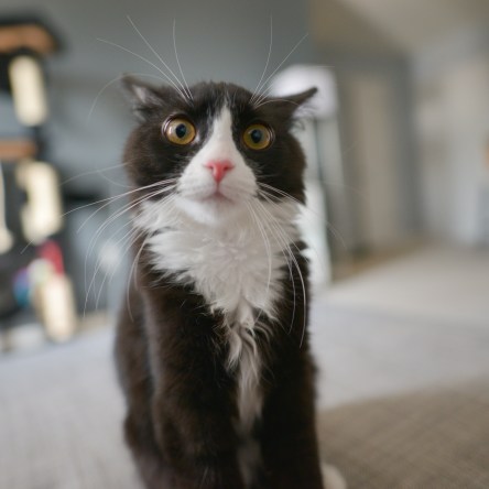 PTSD Freeze Response